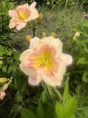 IMG_7515.jpeg