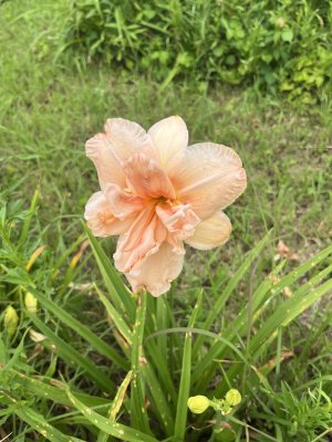 IMG_7507.jpeg