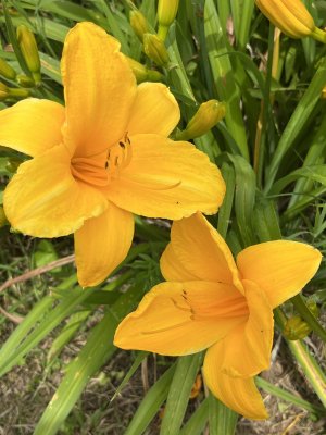 IMG_7499.jpeg