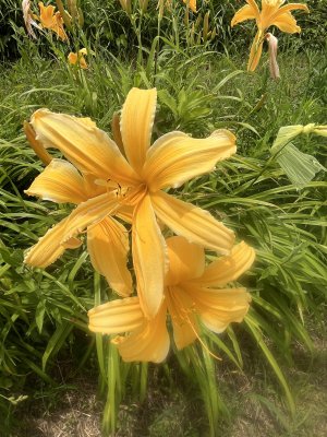 IMG_7511.jpeg