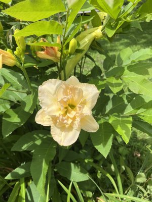 IMG_7517.jpeg