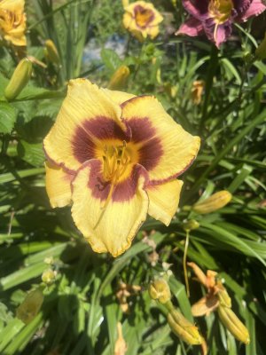 IMG_7533.jpeg