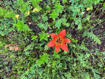IMG_0144.jpeg