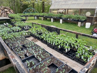 greenhouse1.jpg