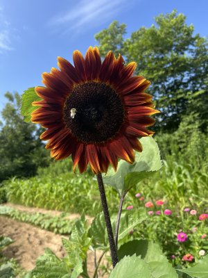 IMG_7619.jpeg