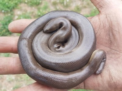 20200511_182547 snake.jpg