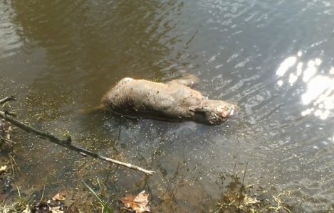 drowned calf.jpg