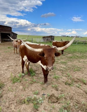 Soft mushy cervix? | CattleToday.com - Cattle, Cow & Ranching Community