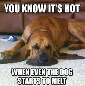 hot-weather-dog-starts-melting-meme.jpg