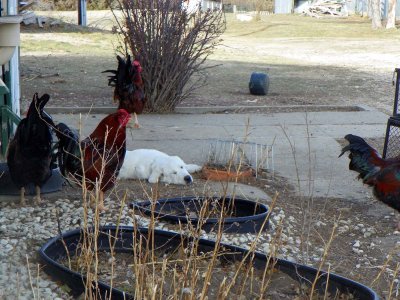 11-28-21 Maggie with roosters.jpg