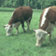 Campground Cattle