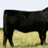 Angus Cattle Shower