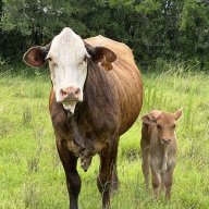 2D_Cattleco