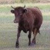 Little Cow