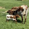 PineyRidgeFarm