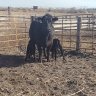 MO CATTLE CO