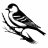 Goldfinch