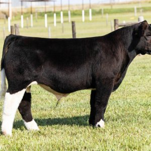 socked steer.jpg