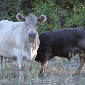 303 Bull (7 months).jpg