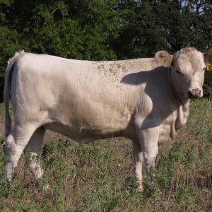 304 Heifer (7 months).jpg