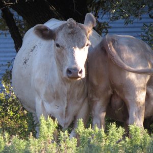 305 Bull (7 months).jpg