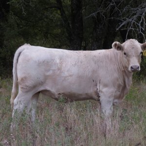 312 Heifer (6.5 months).jpg