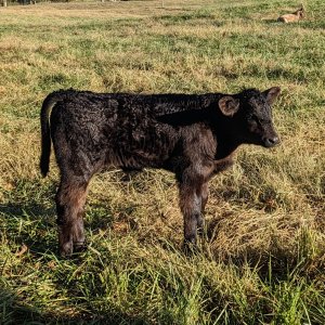 45calf1020a.jpg