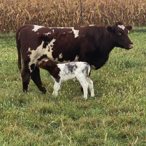 shorthorn cow.jpg