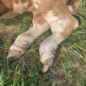 swollen feet cow.jpg