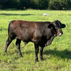 Brangus Calf.jpg
