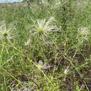 07.03.24_OldMansBeard_Clematis drummondii_07 (Large).jpg