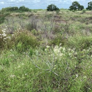07.03.24_OldMansBeard_Clematis drummondii_06 (Large).jpg