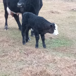 01 10 25 heifer.jpg