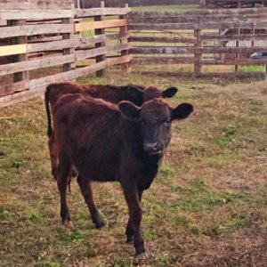Heifers 2.jpg