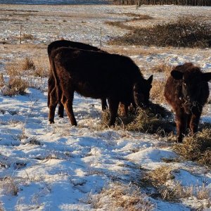 Heifers 1.jpg