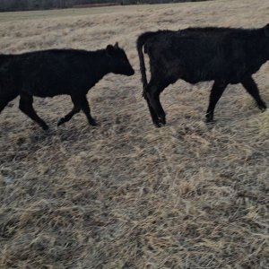 New Heifers 1.jpg
