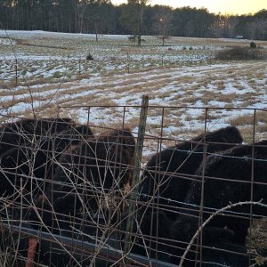 Heifers 5.jpg