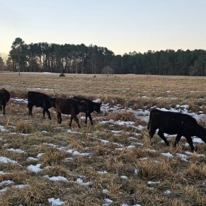 Heifers 6.jpg