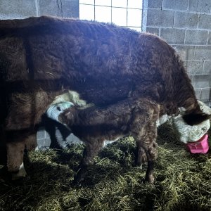 Media 'IMG_8027.jpeg' in category 'Artificial Insemination (AI) for Cattle'