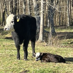 Media 'IMG_7087.jpeg' in category 'Breeding / Calving Issues'
