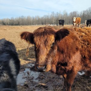 Media '20250321_113727.jpg' in category 'Breeding / Calving Issues'