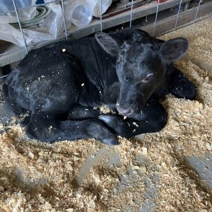 calf.jpg