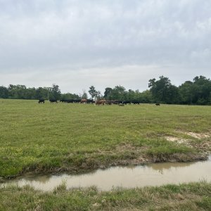 Media 'image.jpg' in category 'Feedyard Board'