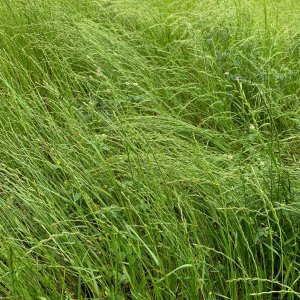 Media 'rye grass.jpg' in category 'Grasses, Pastures and Hay'