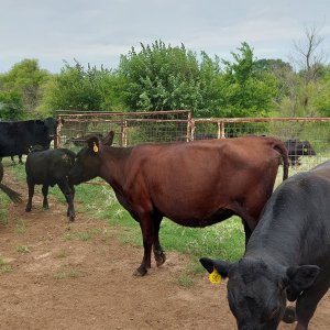 Media '20250712_103432.jpg' in category 'Cattle Sales'