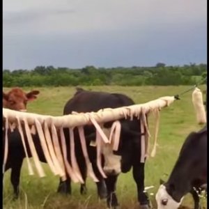 cowrub.jpg