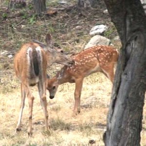 mother&fawn after Calc. Phos. 2007.jpg