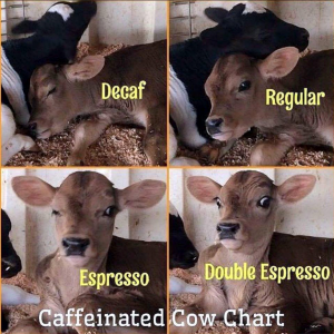 Caffeniated Cow Chart.PNG