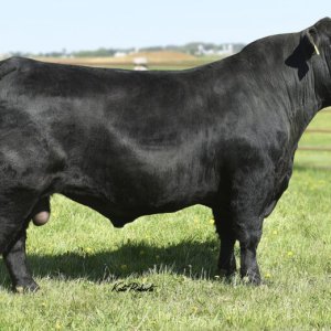7AN568_SirLoin_Full-800x521.jpg