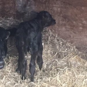 black calf born 4-22-22.jpg